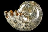 Polished, Agatized Ammonite (Phylloceras?) - Madagascar #149190-1